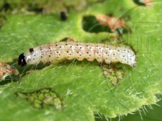 Orthosia gothica_линька I-II